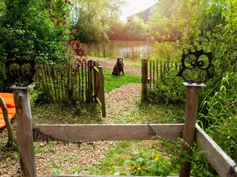 Hébergement en pleine nature avec un jardin verdoyant et un chien près dun étang.