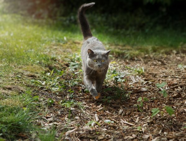 Hébergement touristique : chalet en bois avec un chat gris se promenant dans le jardin.