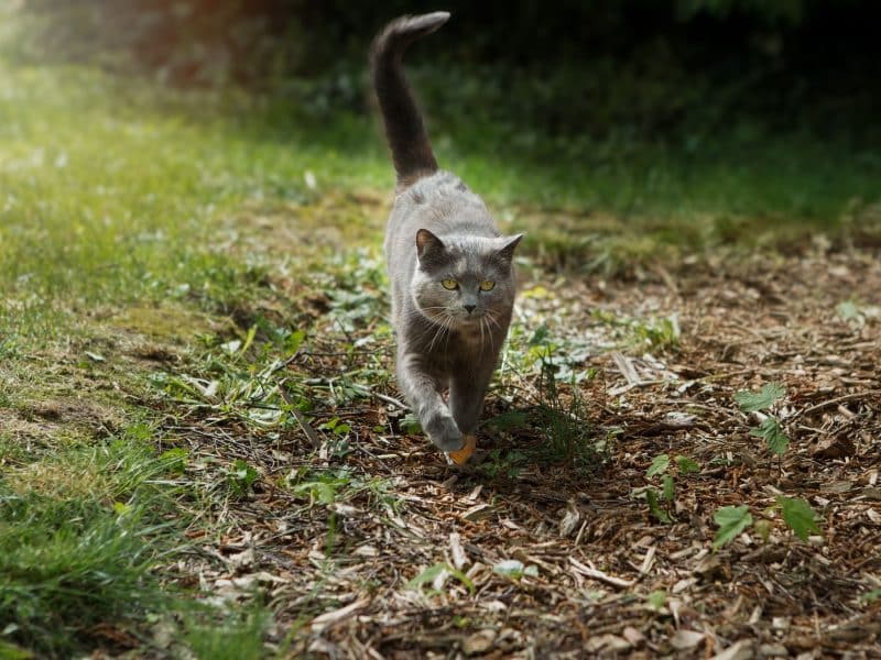 Hébergement touristique : chalet en bois avec un chat gris se promenant dans le jardin.