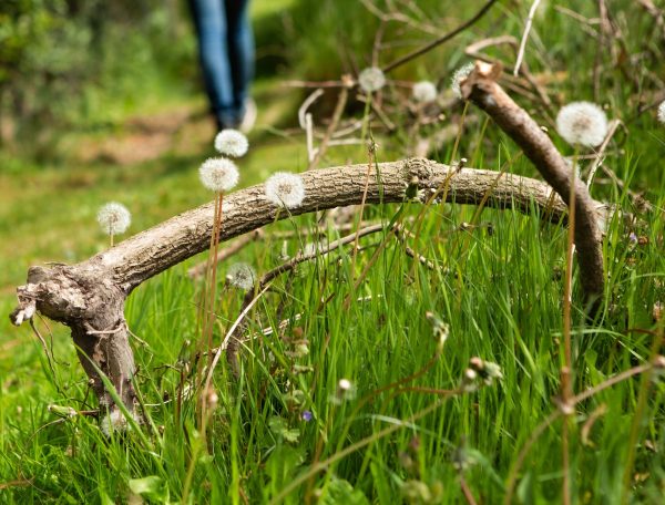 Hébergement en pleine nature, avec des fleurs de pissenlit et un chemin verdoyant.