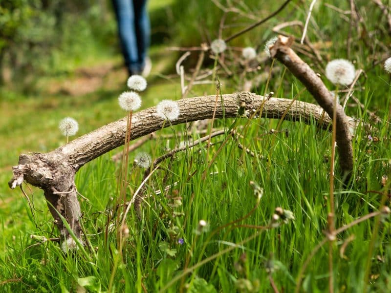 Hébergement en pleine nature, avec des fleurs de pissenlit et un chemin verdoyant.