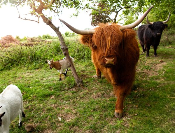 Hébergement en pleine nature avec des vaches Highland et des chèvres dans un cadre verdoyant.