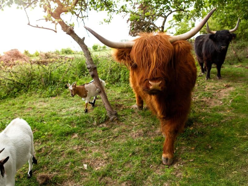 Hébergement en pleine nature avec des vaches Highland et des chèvres dans un cadre verdoyant.