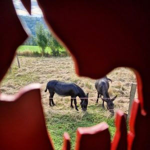 Gîte rural avec vue sur des ânes paissant dans un champ verdoyant.