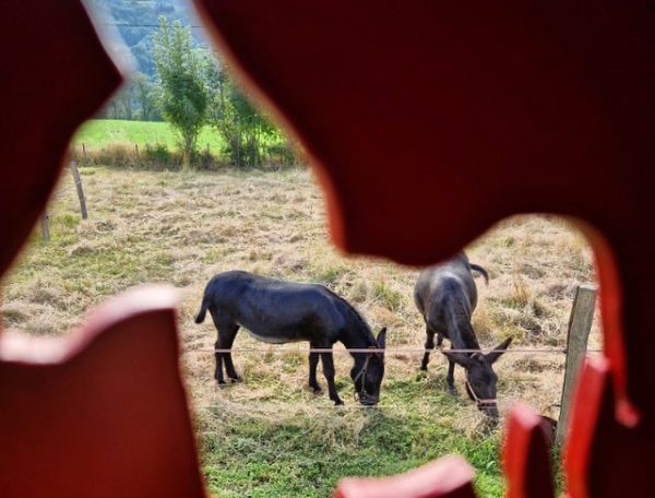 Gîte rural avec vue sur des ânes paissant dans un champ verdoyant.