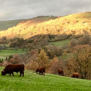 Chalet rural entouré de vaches, avec des collines dorées en arrière-plan.