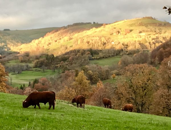 Chalet rural entouré de vaches, avec des collines dorées en arrière-plan.