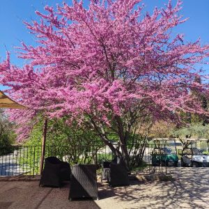 Lescabanesdanslesbois nature insolite carcassonne paniers repas activités domaine (9)