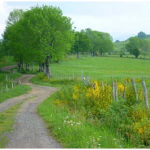 Chemin rural menant à un gîte, entouré de verdure et de fleurs sauvages.