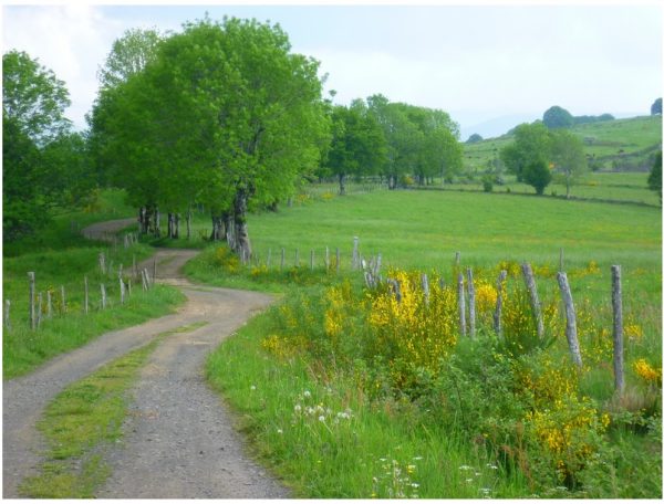 Chemin rural menant à un gîte, entouré de verdure et de fleurs sauvages.