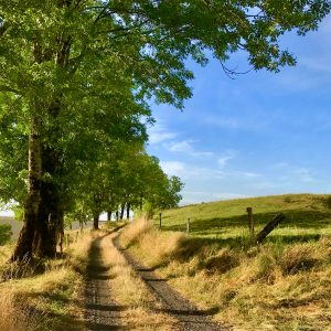 Chemin rural menant à un gîte, bordé darbres verdoyants et de champs.