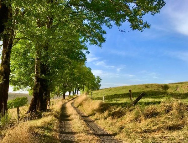 Chemin rural menant à un gîte, bordé darbres verdoyants et de champs.