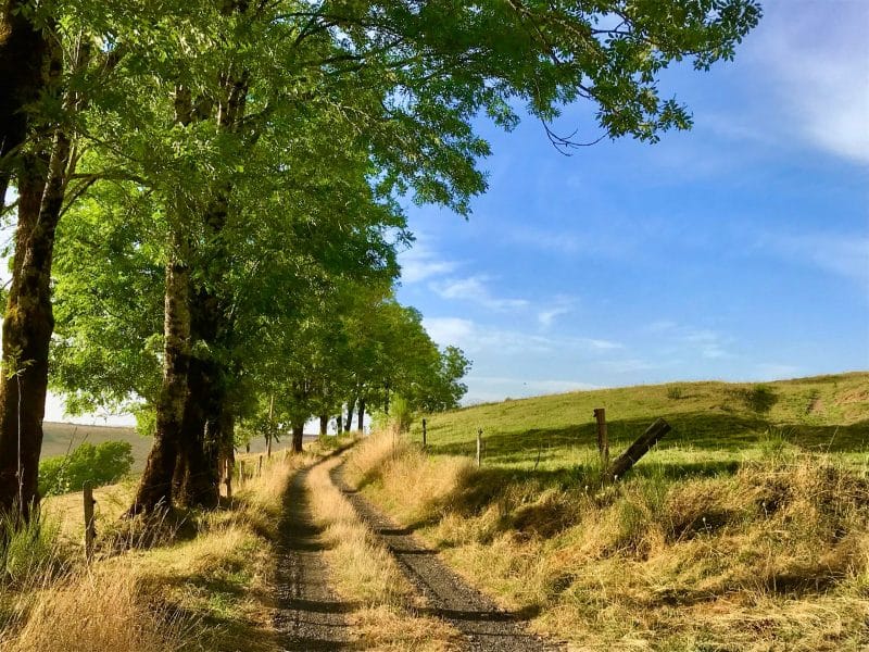 Chemin rural menant à un gîte, bordé darbres verdoyants et de champs.