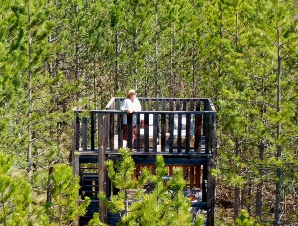Cabane perchée dans les arbres avec terrasse et vue sur la forêt verdoyante.