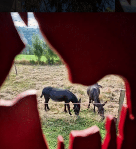 Ânes dans un pré