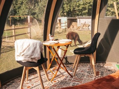 Bulle Huacaya – vue 4
