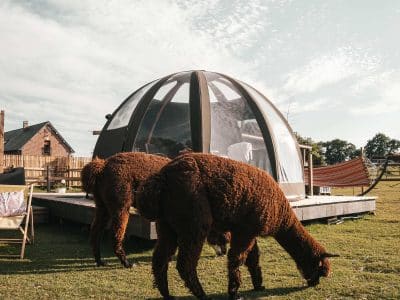 Bulle Huacaya – vue 2