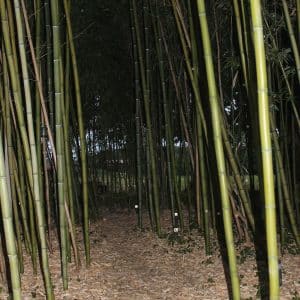 PASSAGE (1)