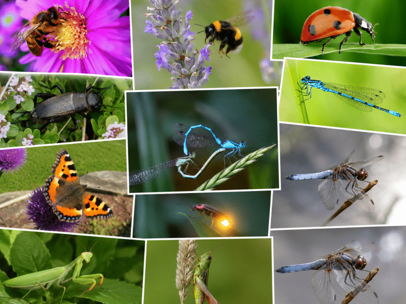 montage insectes