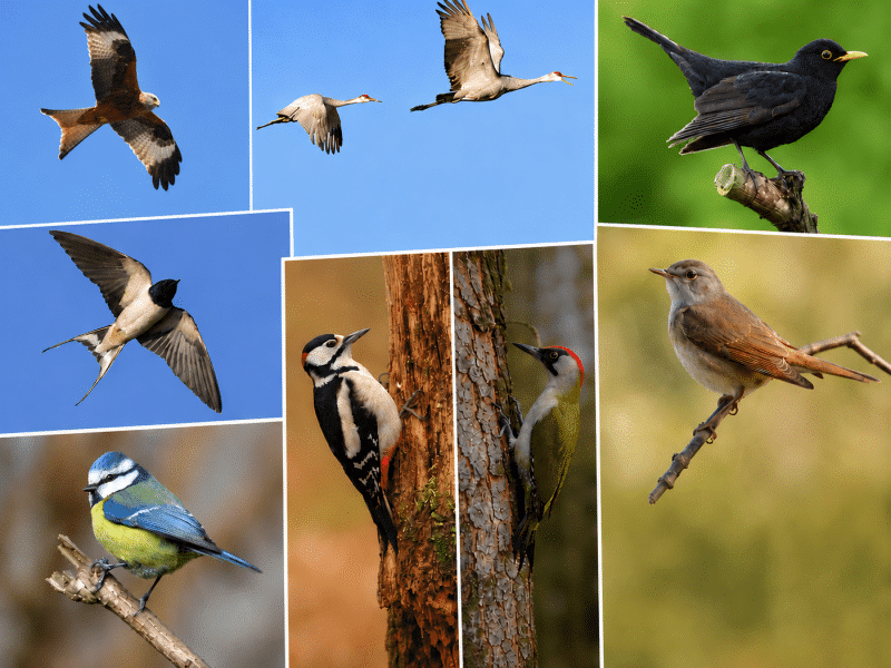 montage oiseaux