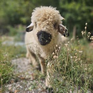Bébé mouton