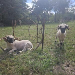 Mouton nez noir du Valais
