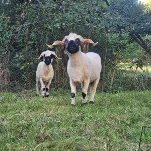 Moutons nez noir du Valais
