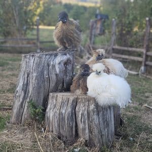 poules de soie