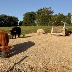 Cabane spa animaux nourrissage (2)